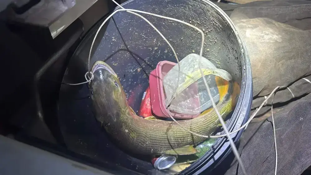 Pescador é multado em R$ 5,5 mil por transportar dourado